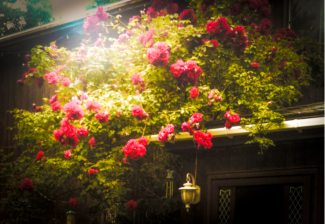 Blanche Kolanko Chisholm